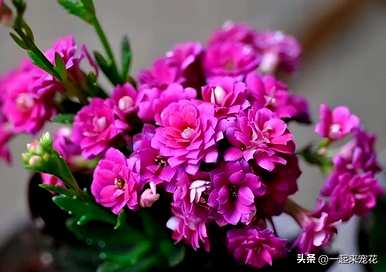 我养长寿花不开花怎么办？长寿花怎么养才开花？