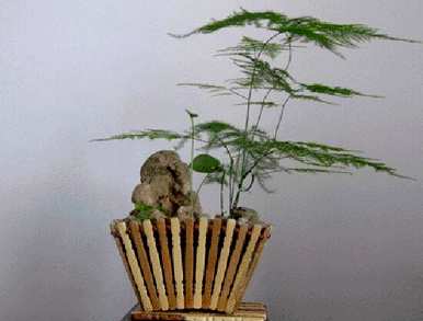 芦笋能浇水果发酵肥吗？芦笋最好浇什么肥？