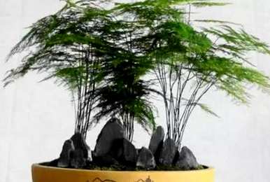 芦笋能浇水果发酵肥吗？芦笋最好浇什么肥？