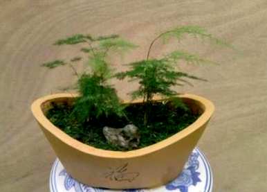 芦笋能浇水果发酵肥吗？芦笋最好浇什么肥？