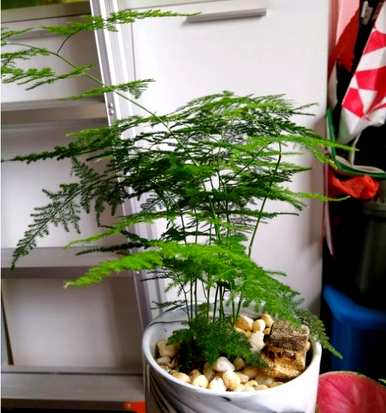 如何修剪文竹盆景？修剪文竹造型的方法