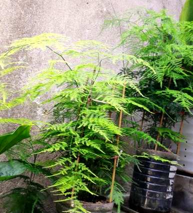 如何修剪文竹盆景？修剪文竹造型的方法