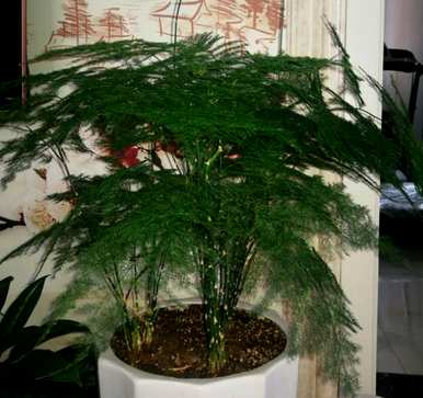 如何修剪文竹盆景？修剪文竹造型的方法