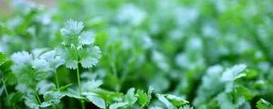 种植香菜的步骤、方法和时间，种植香菜通常需要多长时间？
