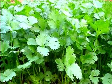 种植香菜的步骤、方法和时间，种植香菜通常需要多长时间？