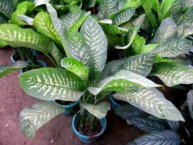 桌面彩叶植物的种类有哪些？