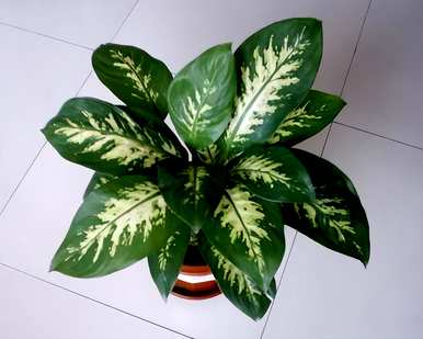 桌面彩叶植物的种类有哪些？