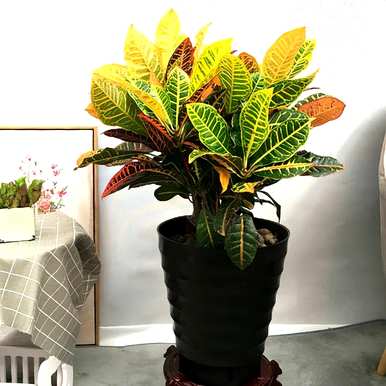 桌面彩叶植物的种类有哪些？