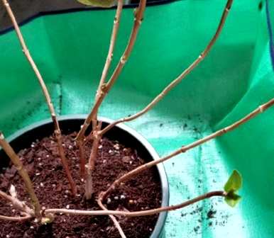 冬天如何养绣球花新手一定要看，冬天如何养绣球花