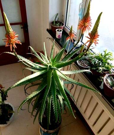 芦荟开花是个好兆头吗？芦荟什么时候开花？