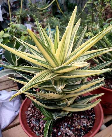 芦荟开花是个好兆头吗？芦荟什么时候开花？