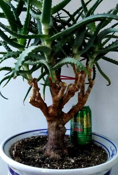 芦荟开花是个好兆头吗？芦荟什么时候开花？