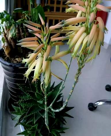芦荟开花是个好兆头吗？芦荟什么时候开花？