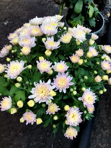 小菊花有哪些品种，小菊花有哪些品种？