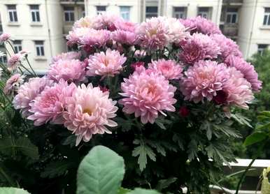 小菊花有哪些品种，小菊花有哪些品种？