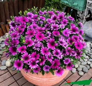 小菊花有哪些品种，小菊花有哪些品种？