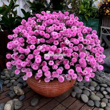 小菊花有哪些品种，小菊花有哪些品种？