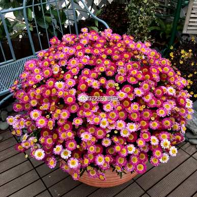小菊花有哪些品种，小菊花有哪些品种？