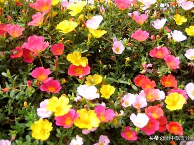 种植太阳花的方法是什么，种植太阳花的土壤是什么