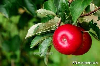 盆栽苹果树怎么养？家里养苹果树盆栽好吗？