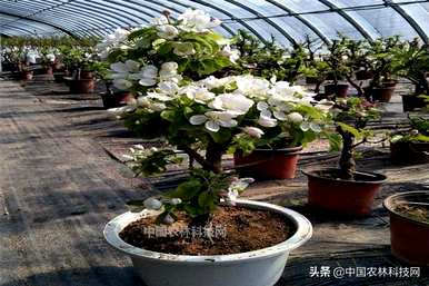 盆栽苹果树怎么养？家里养苹果树盆栽好吗？