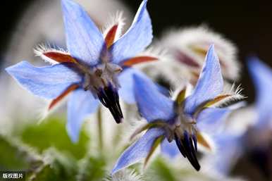 琉璃苣芽种植方法、琉璃苣种植方法及注意事项