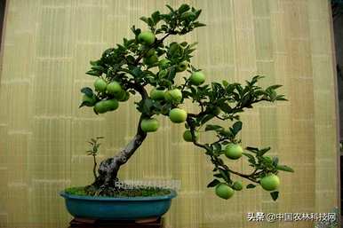 盆栽苹果树怎么养？家里养苹果树盆栽好吗？
