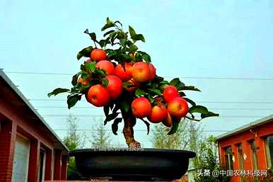 盆栽苹果树怎么养？家里养苹果树盆栽好吗？