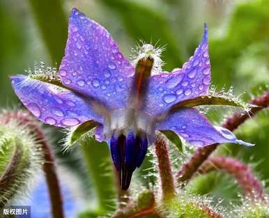 琉璃苣芽种植方法、琉璃苣种植方法及注意事项
