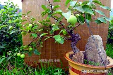 盆栽苹果树怎么养？家里养苹果树盆栽好吗？