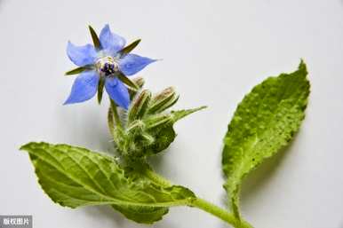 琉璃苣芽种植方法、琉璃苣种植方法及注意事项