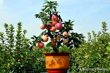 盆栽苹果树怎么养？家里养苹果树盆栽好吗？