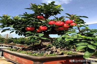 盆栽苹果树怎么养？家里养苹果树盆栽好吗？