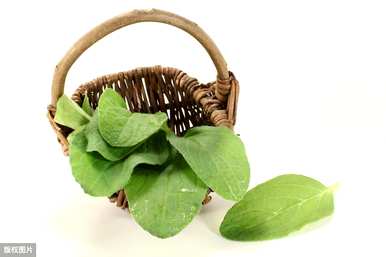 琉璃苣芽种植方法、琉璃苣种植方法及注意事项