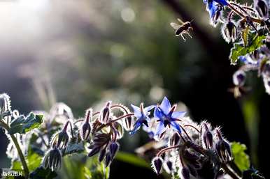 琉璃苣芽种植方法、琉璃苣种植方法及注意事项