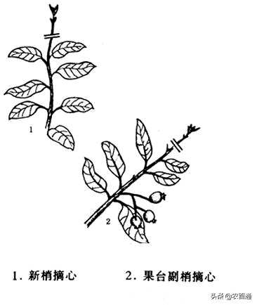 桃树修剪梨树修剪技术要点，梨树修剪技术要点