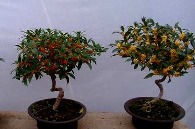 桂花家庭种植方法，桂花家庭种植方法