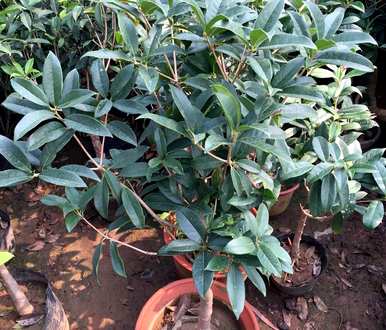 桂花家庭种植方法，桂花家庭种植方法