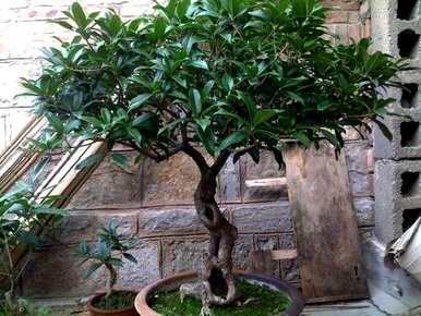 桂花家庭种植方法，桂花家庭种植方法