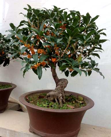 桂花家庭种植方法，桂花家庭种植方法