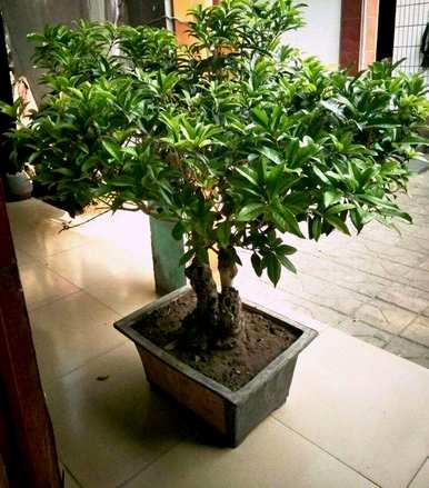 桂花家庭种植方法，桂花家庭种植方法