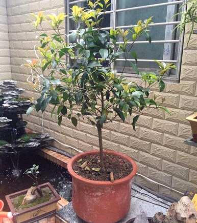 桂花家庭种植方法，桂花家庭种植方法