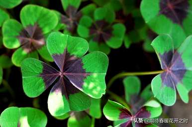 四叶草介绍简短，四叶草寓意简短介绍