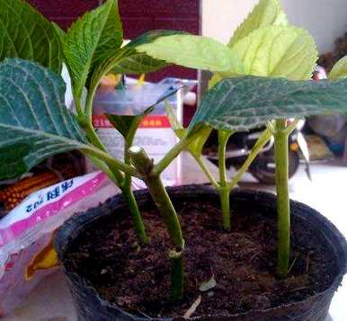 绣球花如何生根最快，绣球花快速生根的方法有哪些？