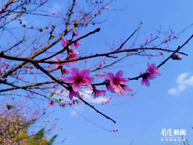桃花什么时候开，桃花什么时候开