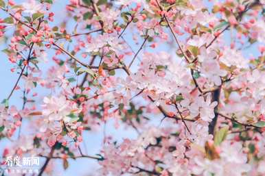 桃花什么时候开，桃花什么时候开