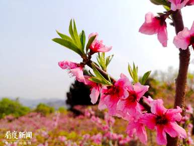 桃花什么时候开，桃花什么时候开