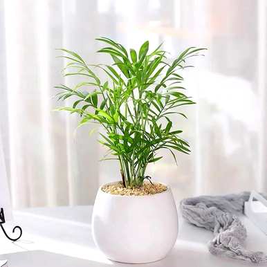 袖珍椰子盆景如何保养，袖珍椰子保养的禁忌是什么？
