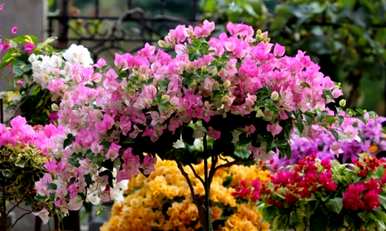 蚊子最怕三种花。什么花好看又好养？