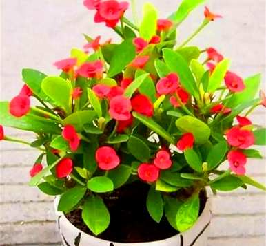蚊子最怕三种花。什么花好看又好养？